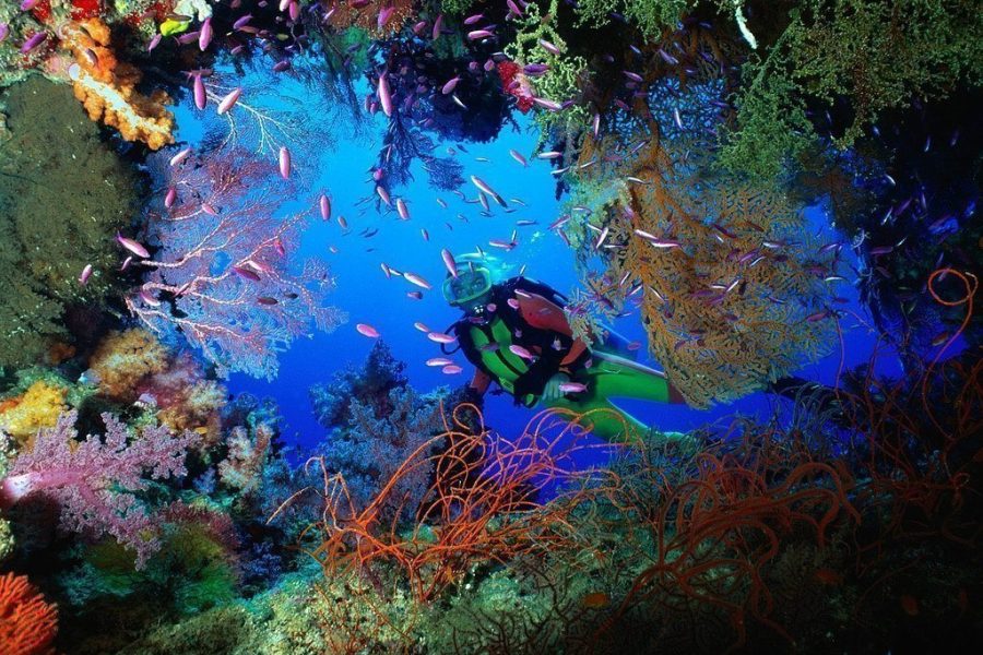 Coron Scuba Diving